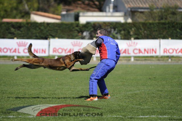 Dog John's - Champion Régional RCI 2016