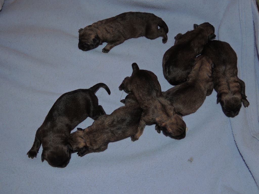 Dog John's - Naissance des chiots de Ozone et Magan